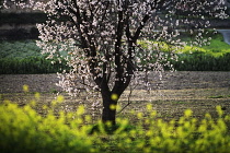 Almond, Prunus dulcis.