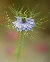 Love-in-a-mist, Nigella damascena-.