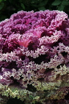 Kale, Brassica oleracea acephala.