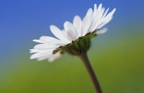 Daisy, Lawn daisy, Bellis perennis.