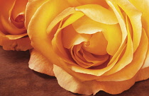 Rose, Rosa 'Dutch Gold'.