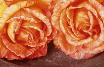 Rose, Rosa 'Sally's Rose'.