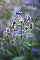 Borage, Borago officinalis.