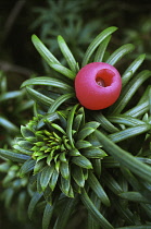 Yew, Taxus baccata.
