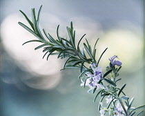 Rosemary, Rosmarinus officinalis.