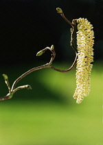 Hazel, Corkscrew hazel, Corylus avellana 'Contorta'.