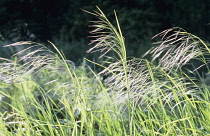 Grass, Great Brome, Bromus diandrus.