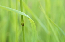 Grass, Red fescue grass, Festuca rubra.