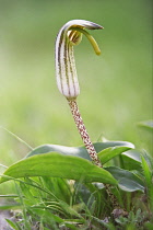 FriarsCowl, Arum maculatum.