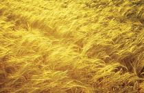 Barley, Hordeum distichon.