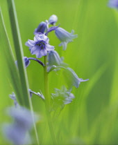 Bluebell, Spanish bluebell, Hyacinthoides hispanica.