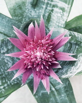 Vaseplant, Aechmea fasciata.