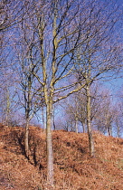 Oak, Quercus robur.