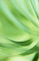 Euphorbia, Spurge, Euphorbia martinii.