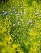Chicory, Cichorium intybus.