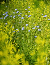 Chicory, Cichorium intybus.