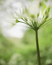 Wildgarlic, Ramsons, Allium ursinum.