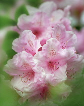 Rhododendron, Rhododendron russatum.