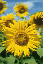 Sunflower, Helianthus annuus.