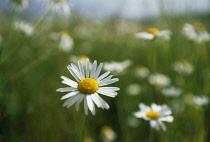 Daisy, Lawn daisy, Bellis perennis.