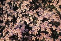 Clematis, Clematis montana rubens.