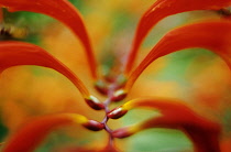 Crocosmia.