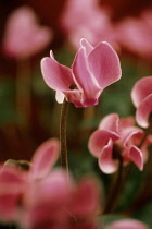 Cyclamen.