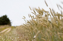 Wheat, Triticum.