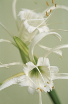 Peruviandaffodil, Hymenocallis narcissiflora.