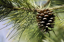 Pine, Scots pine, Pinus sylvestris.