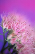 Iceplant, Sedum spectabilis.