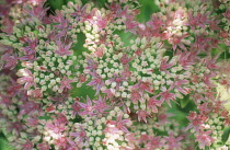 Iceplant, Sedum spectabilis.