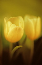 Tulip, Tulipa.