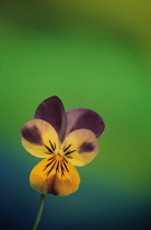 Heartsease, Viola tricolor.