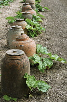 Rhubarb, Rheum x hybridum 'Timperley Early'.