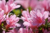 Azalea, Rhododendron.