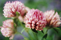 Clover, Trifolium pratense.
