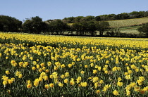Daffodil, Narcissus.