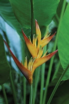 Heliconia.