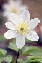 Anemone, Wood anemone, Anemone nemorosa.