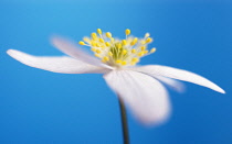 Anemone, Wood anemone, Anemone nemorosa.