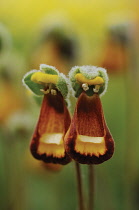Slipperflower, Calceolaria fothergillii.
