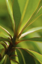 Rhododendron.