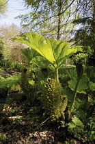 Gunnera, Gunnera manicata.