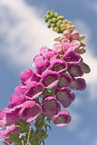 Foxglove, Digitalis.