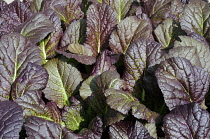 Pakchoi, Brassica rapa rubra.