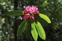 Rhododendron.