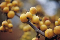 Mountain Ash, Sorbus 'Joseph Rock'.