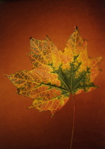 Sycamore, Acer pseudoplatanus.