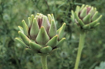 Globe Artichoke, Cynara scolymus.